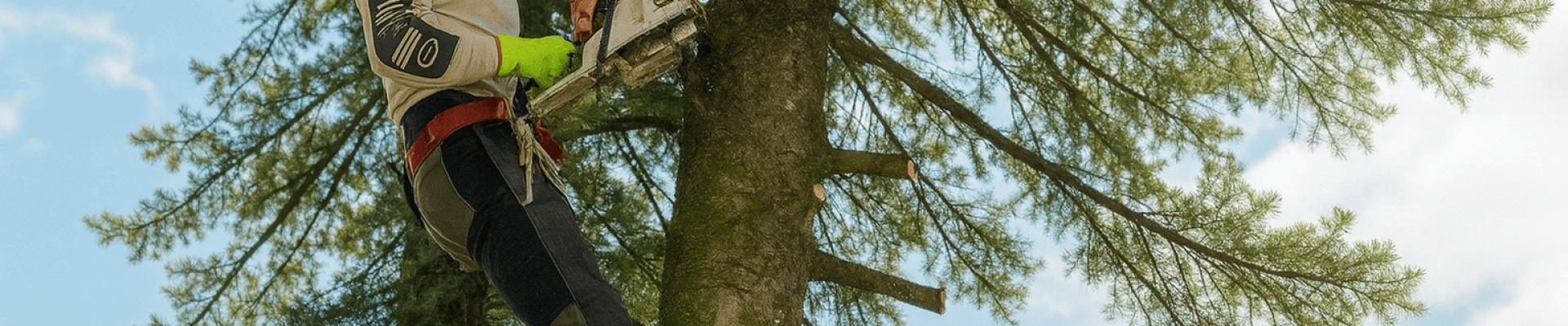 Seča stabala u dvorištu